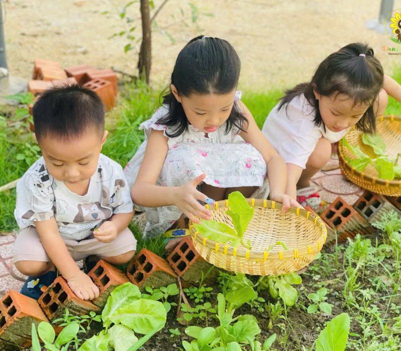 Bé mầm non cẩn thận ngắt từng lá rau xà lách xanh non tại vườn thực nghiệm trường Sunflower Montessori