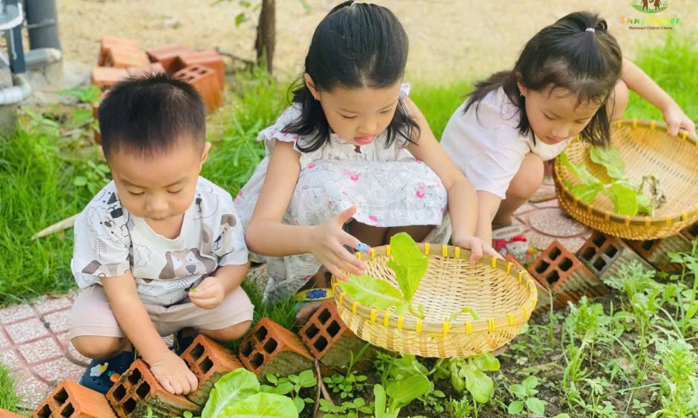 Bé mầm non cẩn thận ngắt từng lá rau xà lách xanh non tại vườn thực nghiệm trường Sunflower Montessori